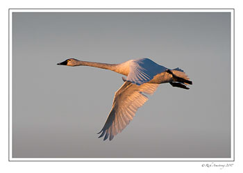 swan-3-copy.jpg