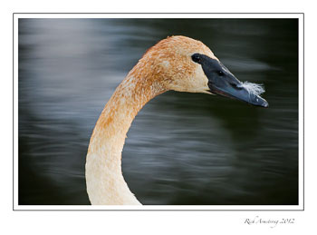 swan-4.jpg