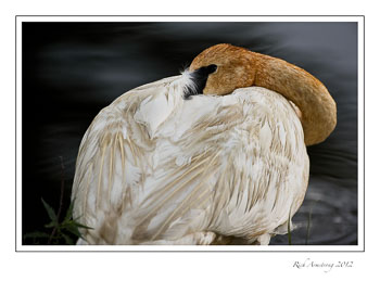 swan-6-frm.jpg