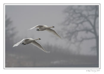 swan-pair-2-copy.jpg