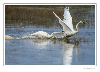 swan2frmcopy.jpg