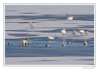 swans-and-ducks-1-copy.jpg