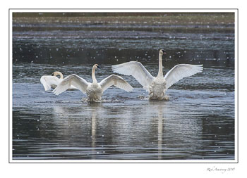 swans1fr-copy.jpg
