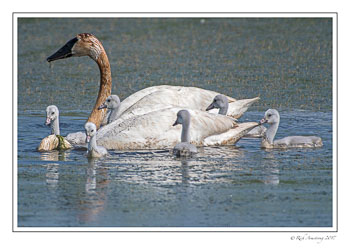 trumperter-swans-1-copy.jpg