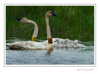 trumpeteer-swans-frm.jpg