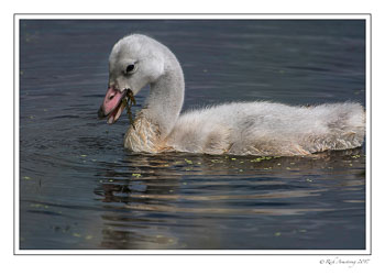trumpeter-cygnet-2-copy.jpg