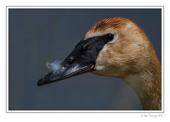 trumpeter-swan-1-copy.jpg