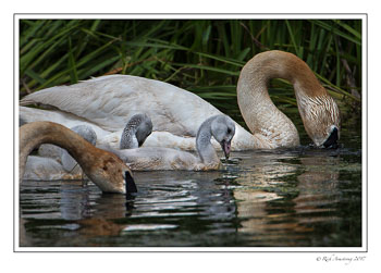trumpeter-swans-1-copy.jpg