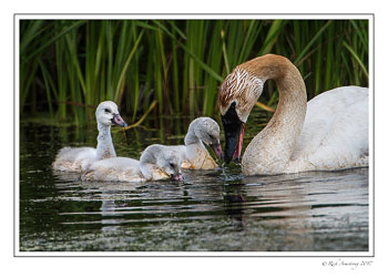 trumpeter-swans-2-copy.jpg