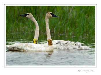 trumpeter-swans-5--frm.jpg