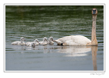 trumpeter-swans-7-copy.jpg