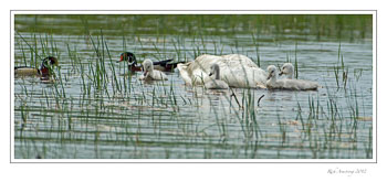 wood-ducks-n-swans-frm.jpg