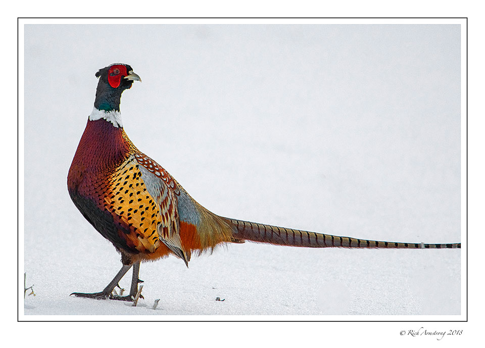 pheasant-4-copy.jpg