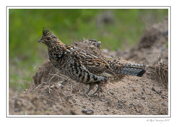 Ruffed-grouse-1-copy-2.jpg