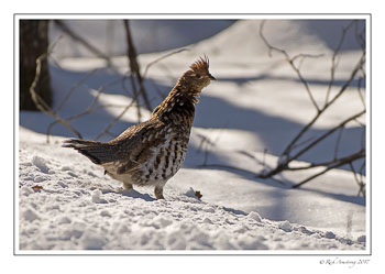 ruffed-grouse-1-copy.jpg