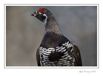 spruce-grouse-11b-frm.jpg