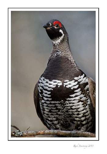 spruce-grouse-12b-frm.jpg