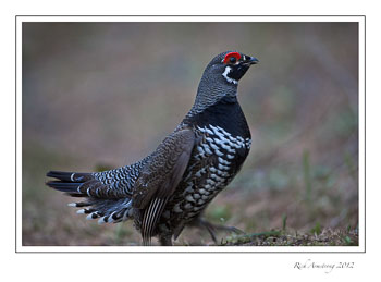 spruce-grouse-13b-frm.jpg
