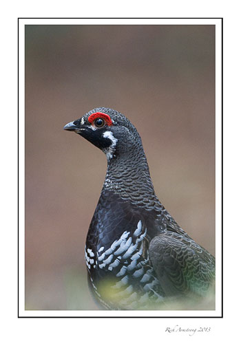 spruce-grouse-17-frm.jpg