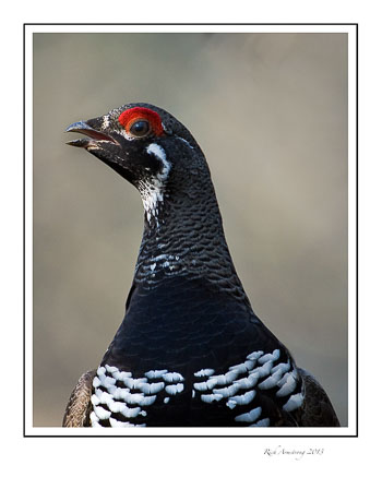 spruce-grouse-21b-frm.jpg