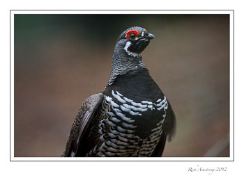 spruce-grouse-5-frm.jpg
