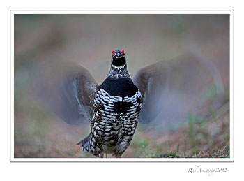 spruce-grouse-5b-frm.jpg