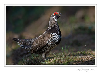 spruce-grouse-6b.jpg