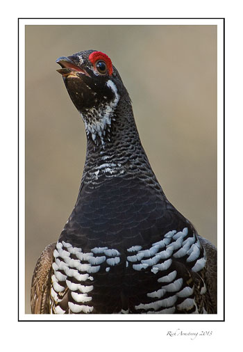 spruce-grouse-7b-frm.jpg