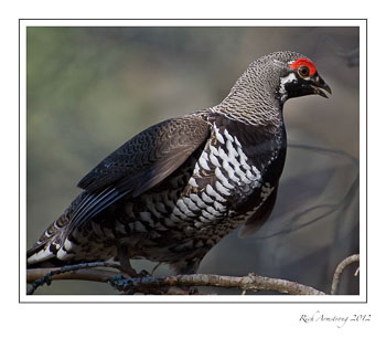 spruce-grouse-8b-frm.jpg