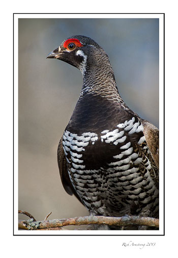 spruce-grouse3b-frm.jpg