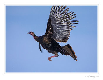 turkey-1-copy-copy.jpg