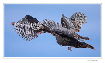 turkies-2-copy-copy.jpg