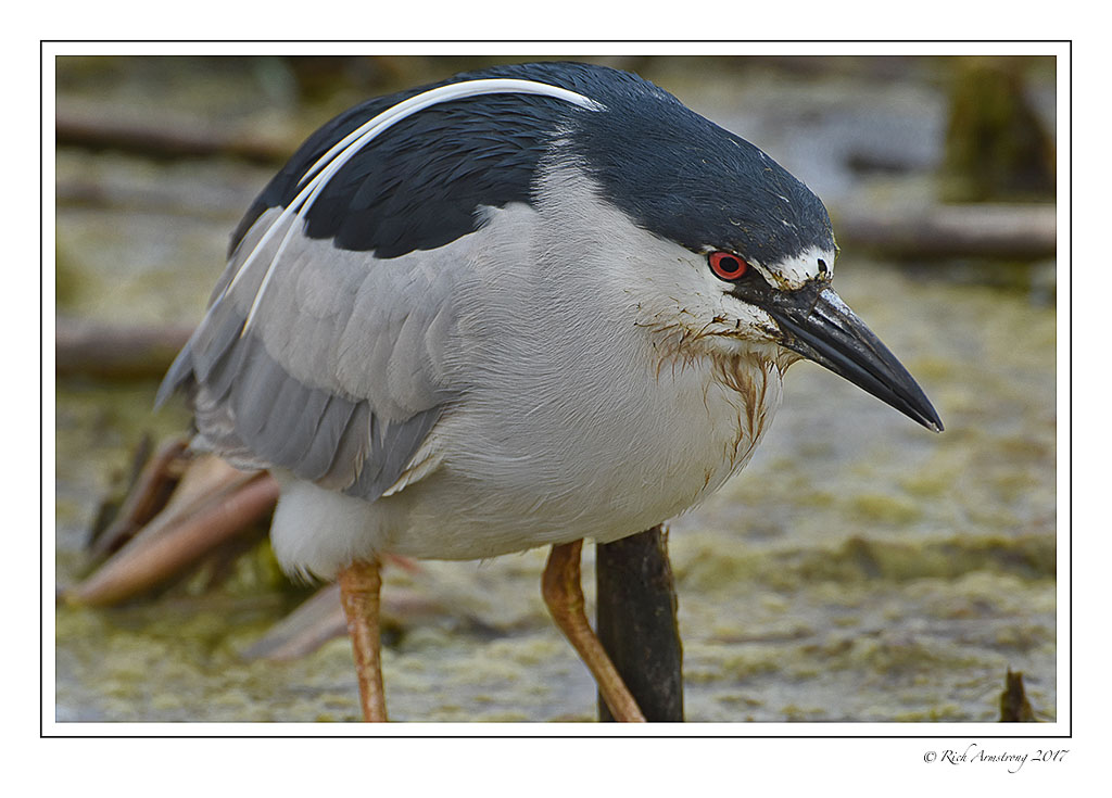 Black-crowned-Night-Heron-7-copy.jpg