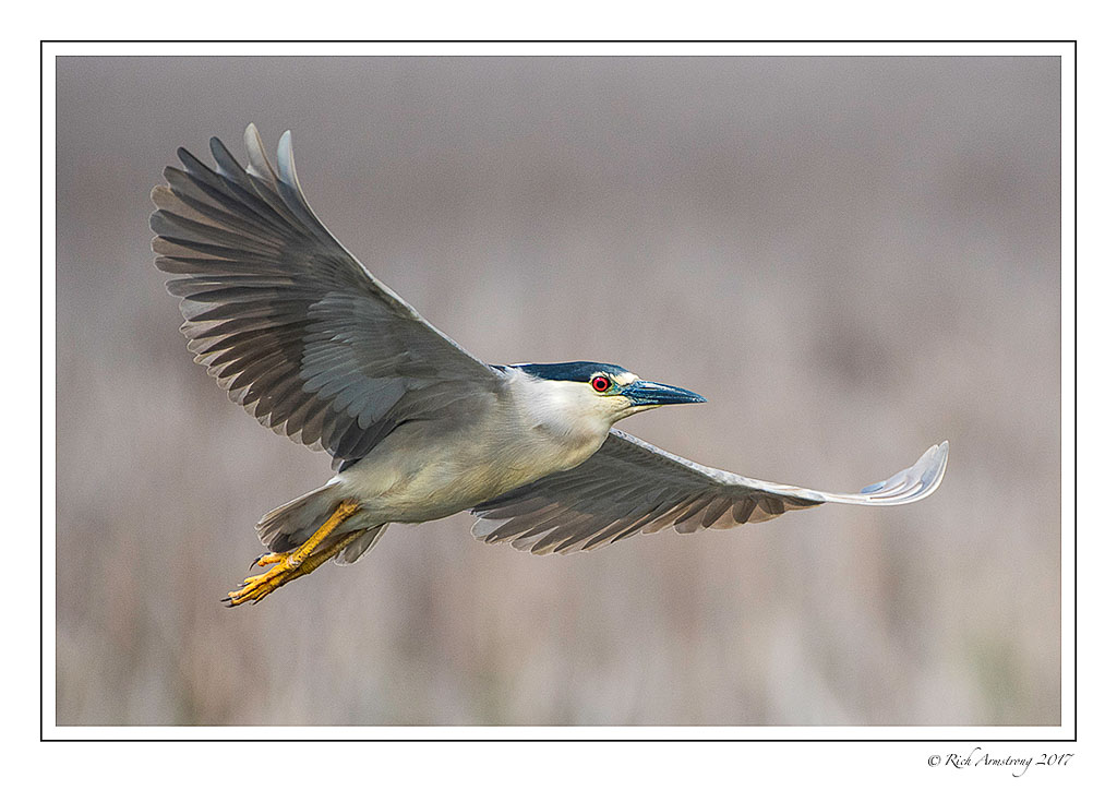 Black-crowned-night-heron-1-copy-2.jpg
