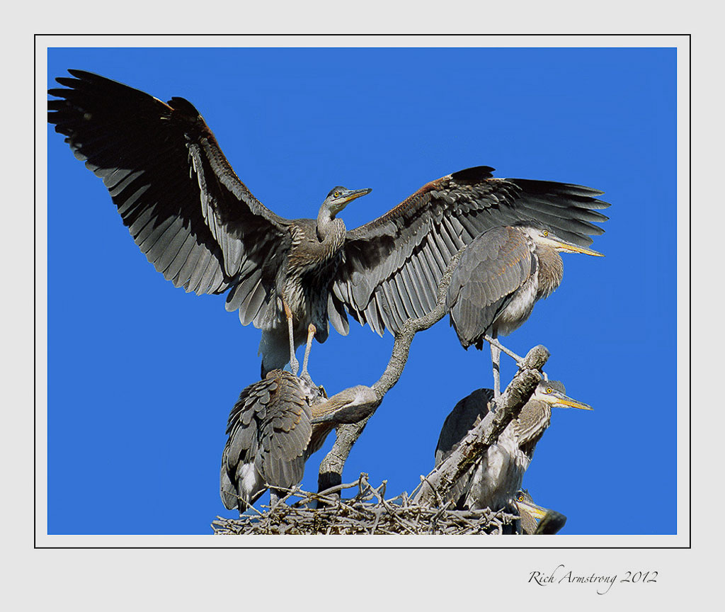 Heron-on-nest-1-frm.jpg