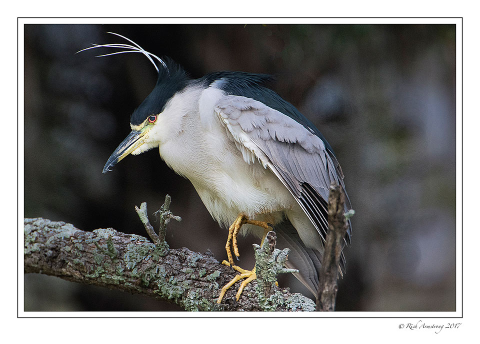 black-crowned-night-heron-1-copy-3.jpg
