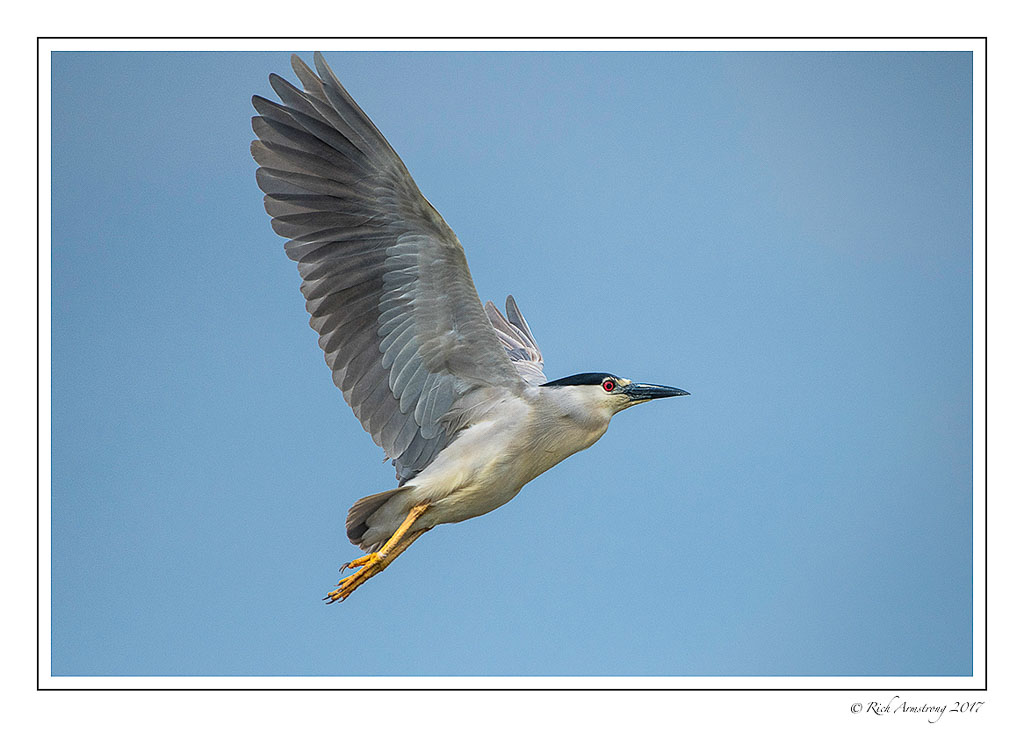 black-crowned-night-heron-4.jpg