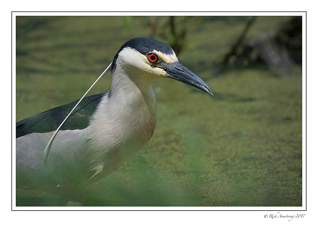 black-crowned-night-heron-5-copy-2.jpg