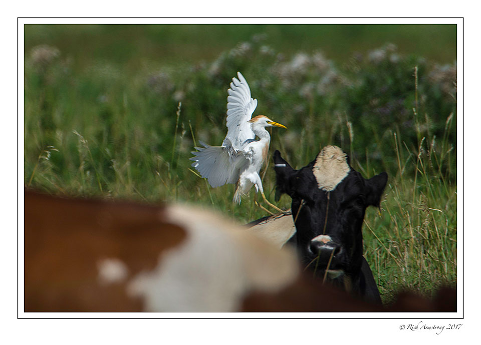 cattle-egret-landing-copy.jpg
