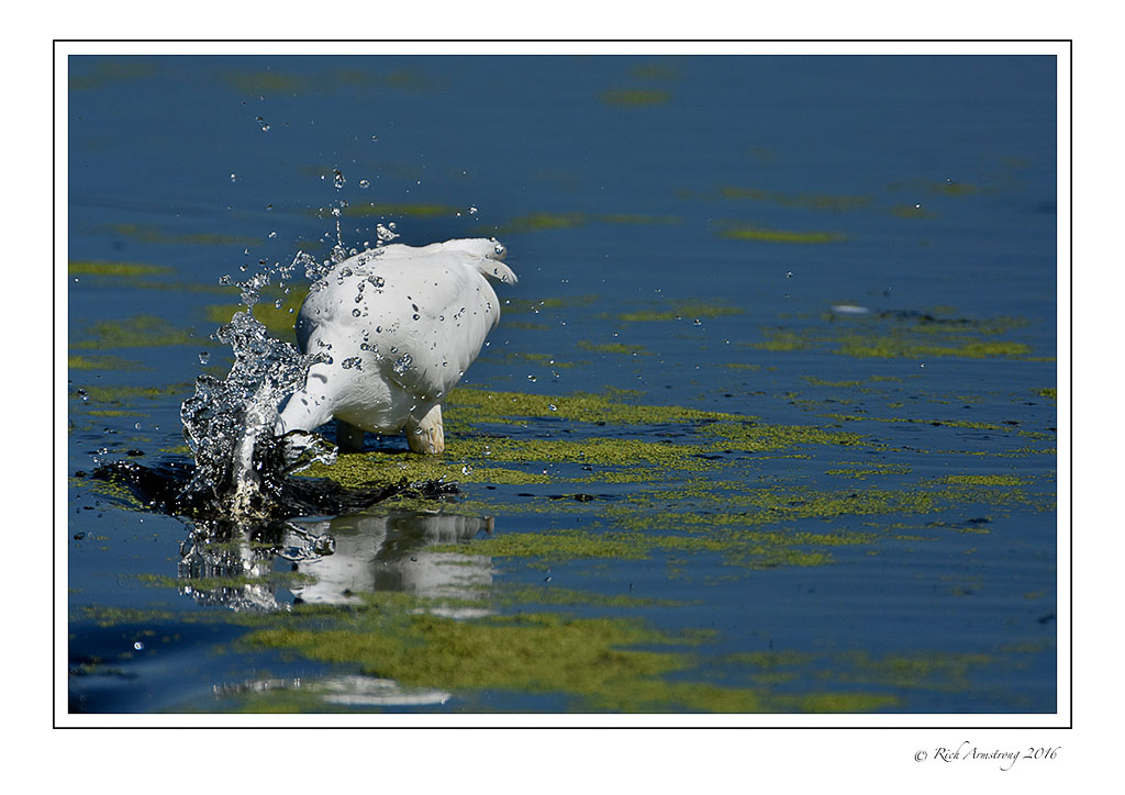 egret-splash-w.jpg