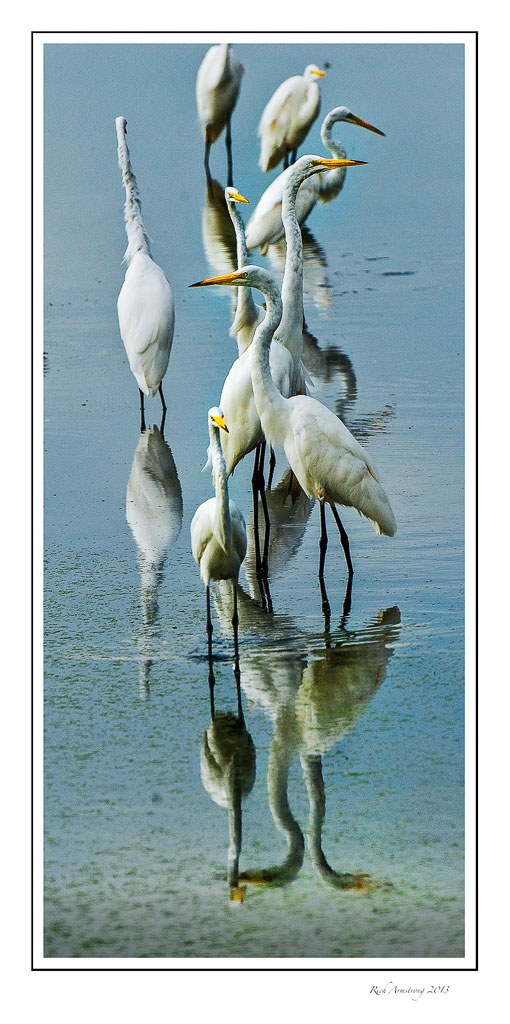 egrets-6.jpg