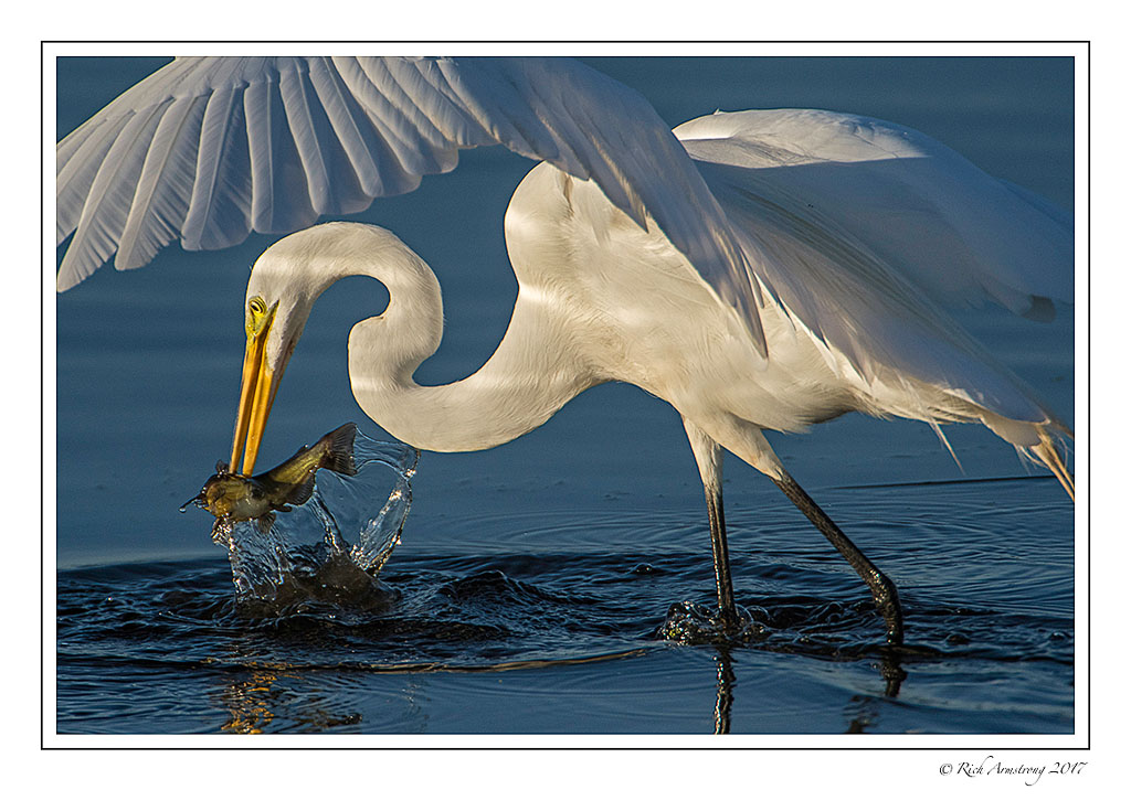 great-egret-with-fish-1-copy.jpg