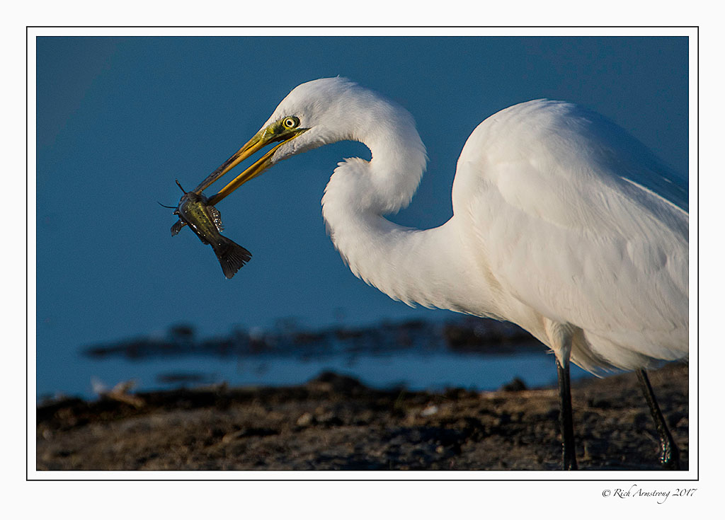 great-egret-with-fish-4-copy.jpg