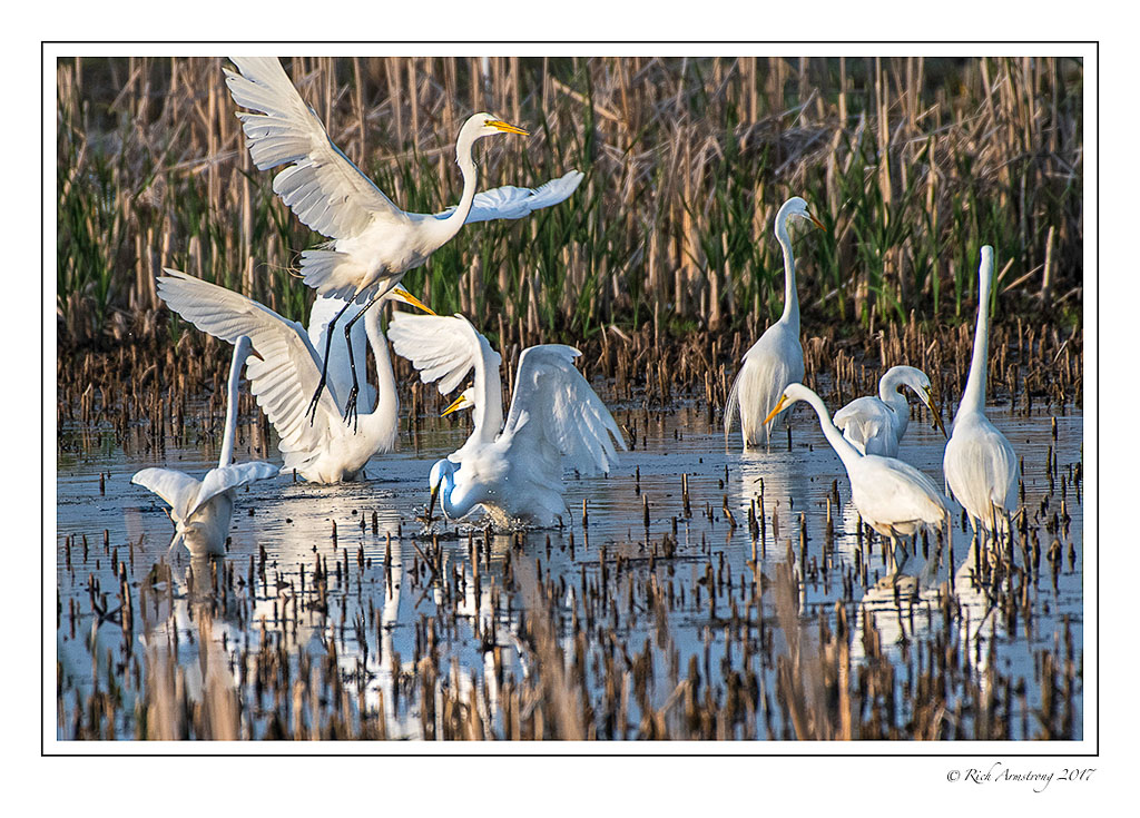great-egrets-2-copy.jpg