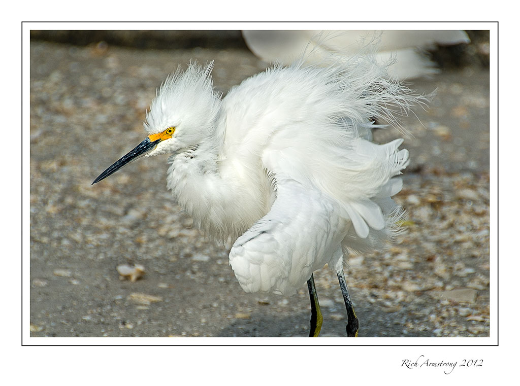 hairy-egret-7.jpg