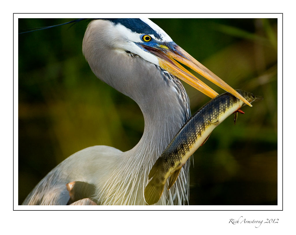 heron-with-fish-2-frm.jpg