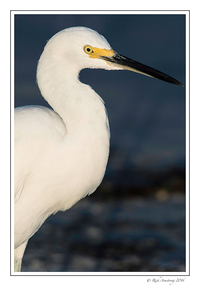 snowy-egret-5-copy.jpg