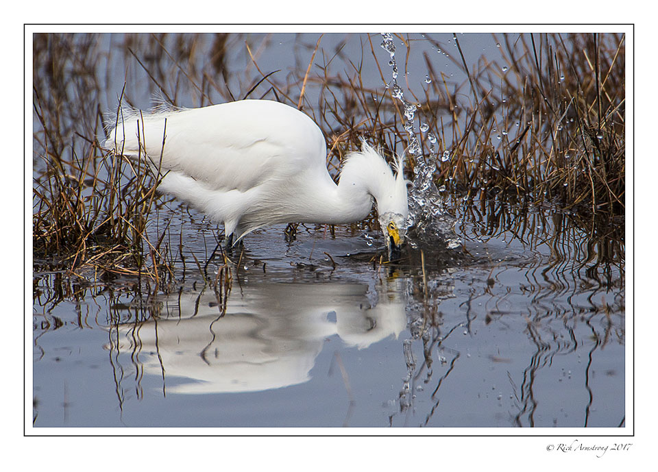 snowy-egret-splash-1-copy.jpg
