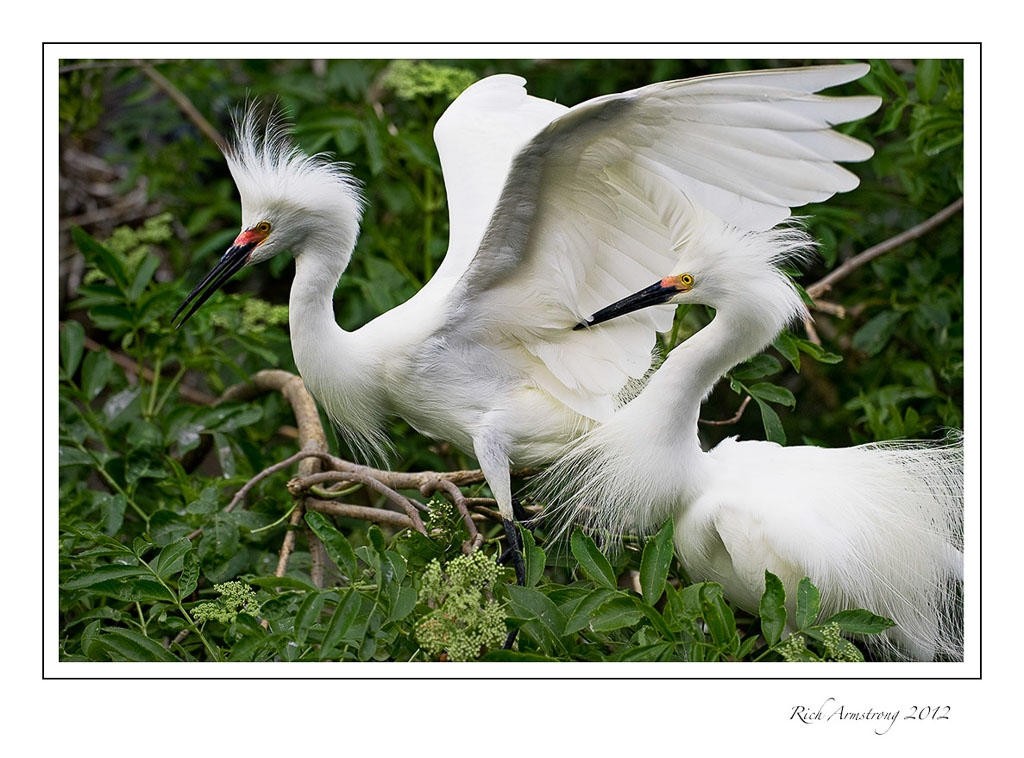 twin-egrets-1-frm.jpg