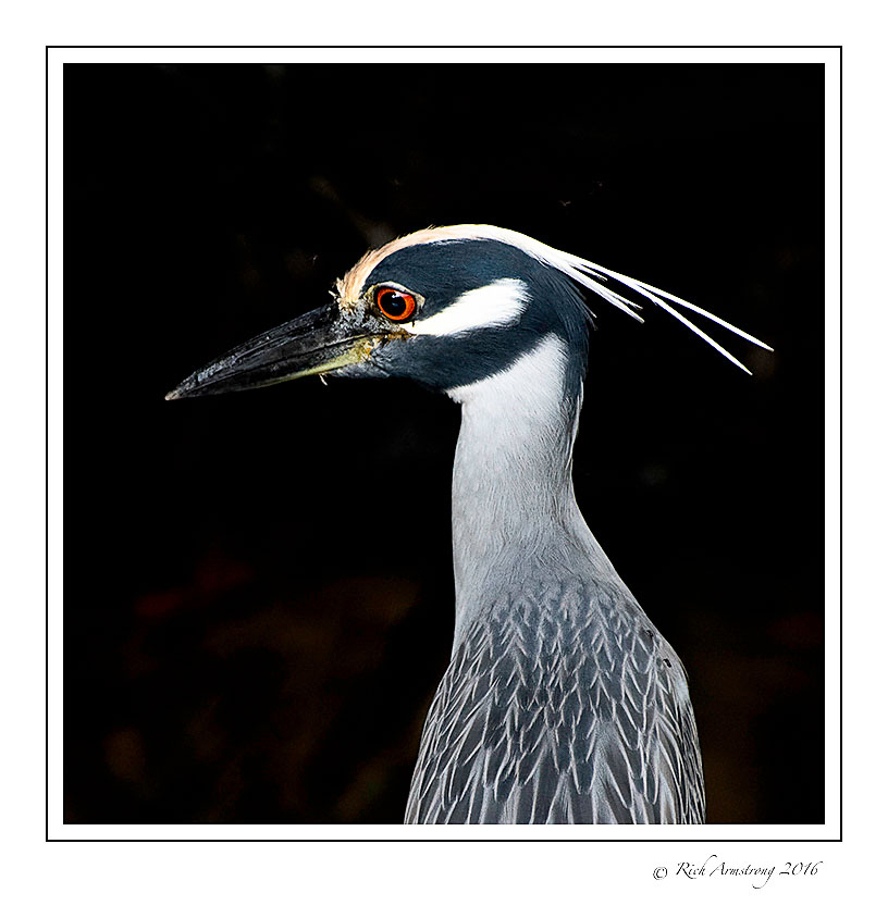yellow-crowned-Night-heron-5-copy.jpg